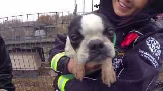 100 Animals Rescued from Puppy Mill and Cruelty Situation [upl. by Arenat953]