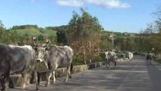 LA TRANSUMANZA BOVINA IN CALABRIA [upl. by Haase]