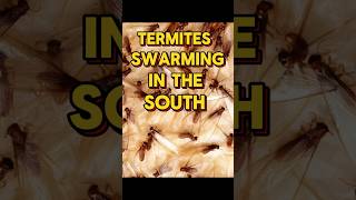 Incredible Footage of Termites Swarming [upl. by Gallager571]