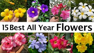 All Year Flowering Plants  All season flowers  Best Flower Plants for Summer সারা বছর ফুল । [upl. by Bocaj728]