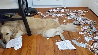 Ultimate Guilty Dogs Video Compilation  The Pet Collective [upl. by Iahk341]