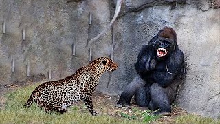 30 Times Animals Messed With The Wrong Opponent [upl. by Neros999]