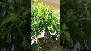 GROUN FICUS  FICUS bonsai inspirasibonsai tree [upl. by Lindsley]