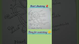 ✨ heart Anatomy 🫀mahabubabadammai ytshortsviral science heartanatomy [upl. by Haeckel]