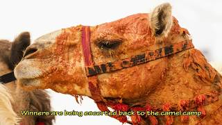 Camel Racing Dubai Junior CamelsMekh Paija [upl. by Sherourd124]