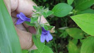 duckbilled platypusduckbilled flower purple flower [upl. by Zelig]