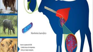 Mannheimia haemolytica Pasteurella haemolytica quotFiebre de embarquequot UAAAN UL BOVINOS Y OVINOS [upl. by Nichol300]