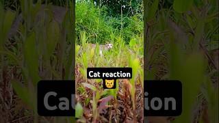 Cat reaction🐱😾 short cat natureloversamprat [upl. by Erbas]