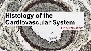 Histology of the cardiovascular system [upl. by Oivat]