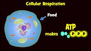 Glycolysis and Exploding Sugar Demo [upl. by Mychal]