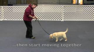 Loose Leash Walking  Step 1 [upl. by Mullane]