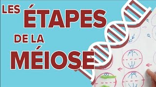 Étapes de la Méiose  2  SVT Terminale S  Mathrix [upl. by Suzetta]