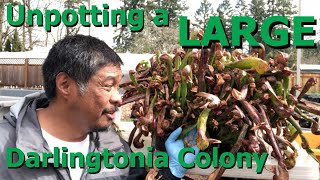 Unpotting a LARGE Darlingtonia Colony [upl. by Eveam]