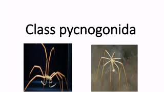 Class pycnogonida  Subphylum Chelicerata [upl. by Annaitsirk]