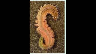 Polychaete Reproduction [upl. by Ajnat]