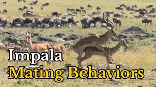 Surprising Facts About Impalas Mating Behaviors  Aepyceros melampus Real Mating Footages [upl. by Innes426]