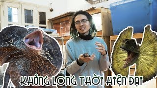 KHỦNG LONG thời hiện đại  Frilled Dragon  WILDVN TV [upl. by Suirred]