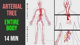 Arteries Arterial Tree of the entire human body • Anatomy explained in 14 minutes [upl. by Okikuy]