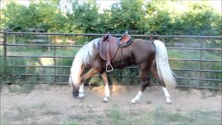 Golden Bronze Palomino Tennessee Walking Horse Stallion [upl. by Emersen]