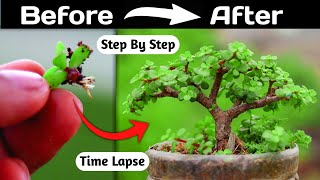 Jade Bonsai Making From Branch Cutting [upl. by Ahsiled939]