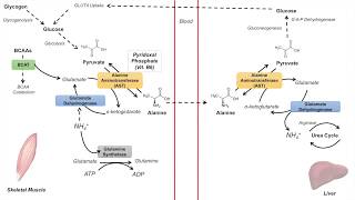 GlucoseAlanine Cycle  Cahill Cycle  Nitrogenous Waste Transport and Removal [upl. by Audrit]