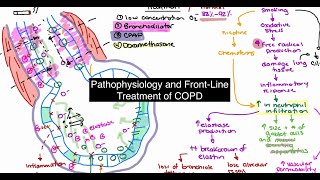 Pathophysiology and Treatment of COPD [upl. by Maurise754]