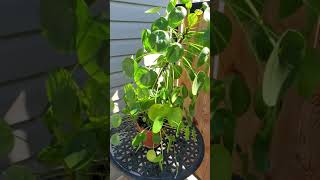 How To Water A Plant  Pilea Peperomioides Getting Soaked shorts [upl. by Mickey297]