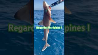 Requin Épine ⚠️💉 fish fishing shark reunion [upl. by Nahshunn]