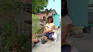 Rubber Plant Repotting plantscorner shorts youtubeshorts rubberplant gardening [upl. by Bonilla]