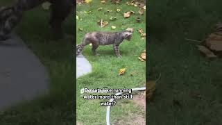 Instinctual behaviour of cats youtubeshorts pets dog kitten [upl. by Nettie554]