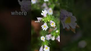 Eyebright  A Natural Solution for Catarrh Relief  Medicinal Plants  Blissed Zone [upl. by Norrek]