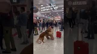 Dog reunites with his owner at the airport 🥹 [upl. by Bat]