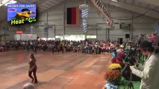 2014 Frankenmuth Oktoberfest Wiener Dog Races  The Heats amp Finals [upl. by Adnoval981]