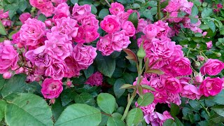 Pretty Polly Pink rose  beautiful color and very cute naturephotography garden Polyantha rose [upl. by Doralia]