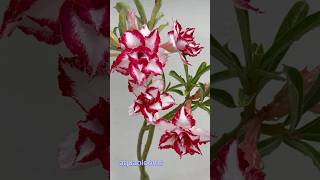 adenium desertrose garden  ‘Ferrari’  Aobesum  A multi petal profuse bloomer  aquablooms [upl. by Germana23]