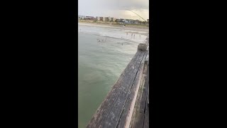 Video shows shark swimming close to Tybee Pier [upl. by Sabas]