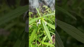 Leucas aspera Thumba includes 200 sp annual herb Flowers small white Family Lamiaceae [upl. by Aseel465]