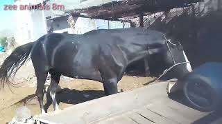 horse and buffalo treatment fast time in village life treatment and buffalo [upl. by Ellak208]