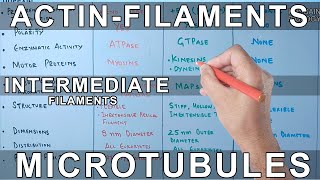 Microfilaments vs Microtubules vs Intermediate Filaments [upl. by Notelrac205]