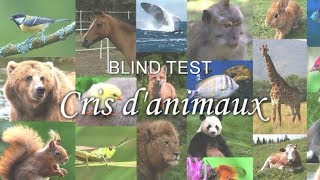 BLIND TEST  Cris danimaux [upl. by Jaban870]