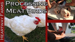 How To Process Meat Birds  Cornish Cross Chickens  Heartway Farms  Pastured Poultry Food Shortage [upl. by Annodam211]