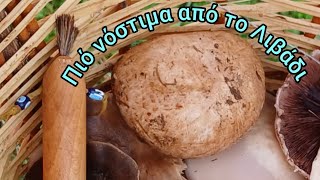 Αυτά που μπαίνουν στην πίτσα Agaricus bisporus [upl. by Duaner]