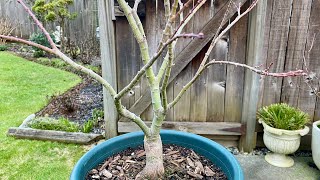 Winter Update amp Light Prune For Dwarf Japanese Maple quotSeiunKakuquot 4K  February 17 2024 [upl. by Yelak702]