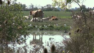 Découvrir et comprendre le Marais poitevin [upl. by Menon]