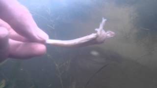 Catfish Feeding Underwater [upl. by Angeline963]