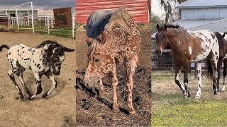 Incredible APPALOOSA horses and foals pt 4  compilation [upl. by Banks]