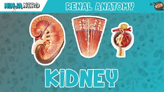 Renal  Kidney Anatomy Model [upl. by Necila]