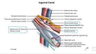 Borders and Contents of Inguinal Canal Simply Explained  WITHIN 2 Minutes [upl. by Hansiain260]