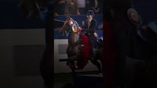 An Edit of Midds Delaney 😻😻😻 saddlebred saddleseat equestrian edit [upl. by Weisbrodt]