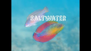 Saltwater Fish Arrivals 32924 [upl. by Hudnut]